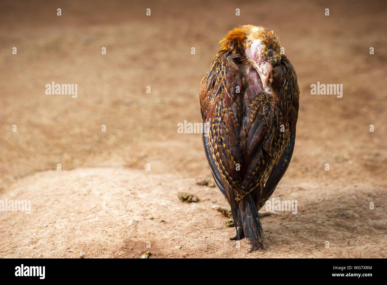 Viruela aviar fotografías e imágenes de alta resolución Alamy Viruela aviar fotografías e imágenes de alta resolución Alamy