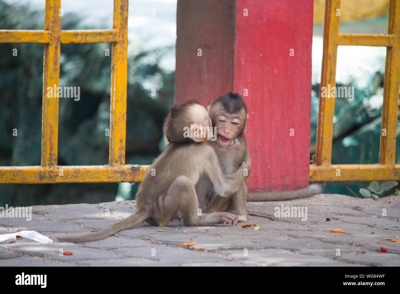 enfermero Anterior Derecho Monos bebés fotografías e imágenes de alta resolución - Alamy