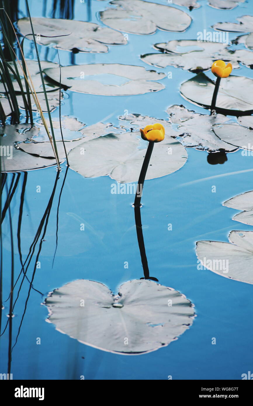 Un alto ángulo de vista de amarillo nenúfares floreciendo en el lago Foto de stock