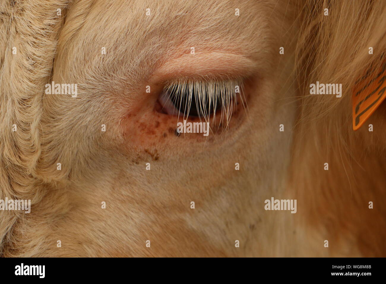 Ojo De Vaca De Cerca Fotos e Imágenes de stock Alamy