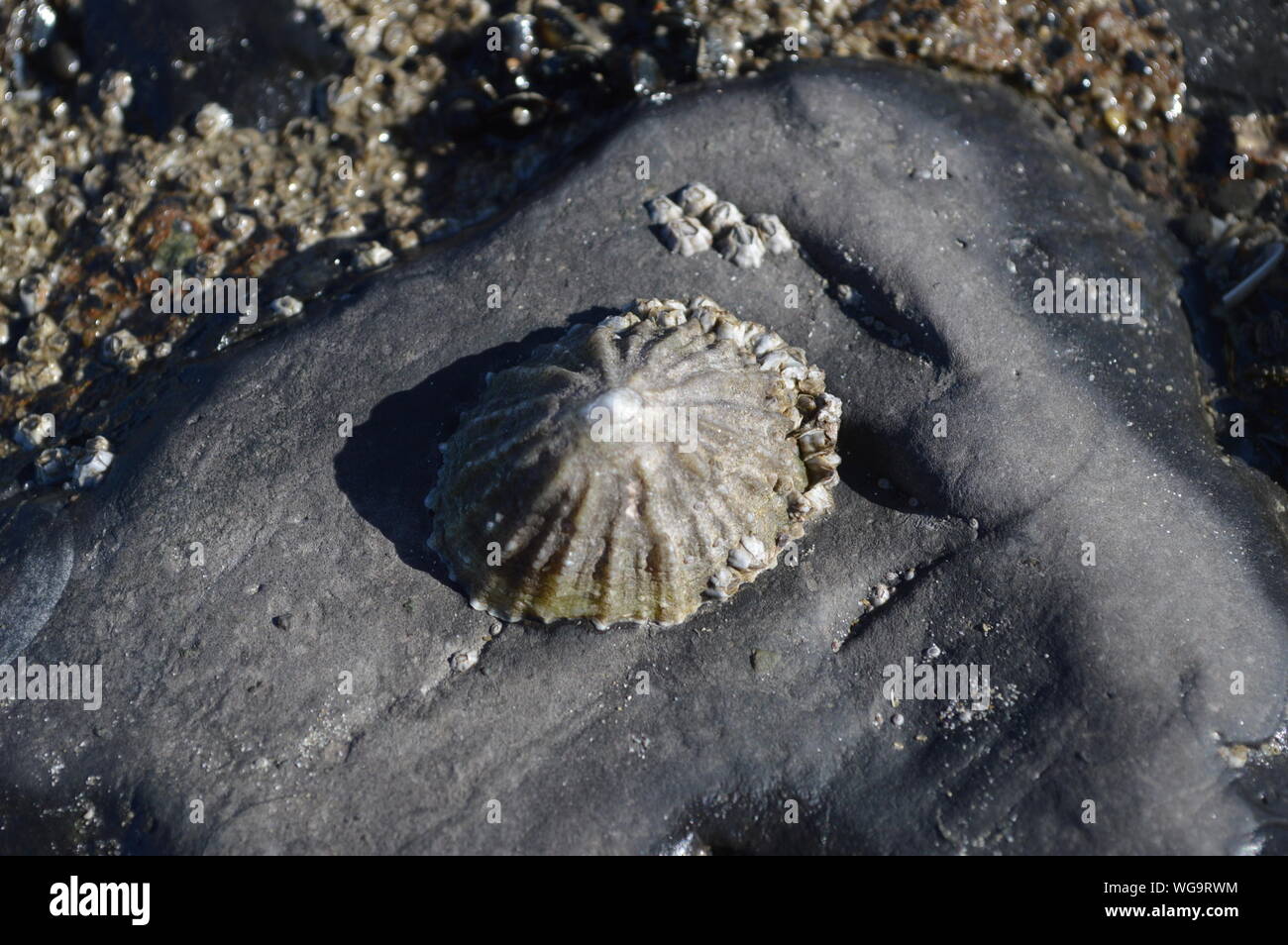 Un alto ángulo de visualización del plancton en piedra Foto de stock