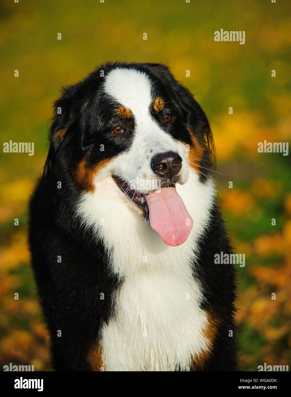 Retrato de perro jadeando mientras está parado en el campo Foto de stock