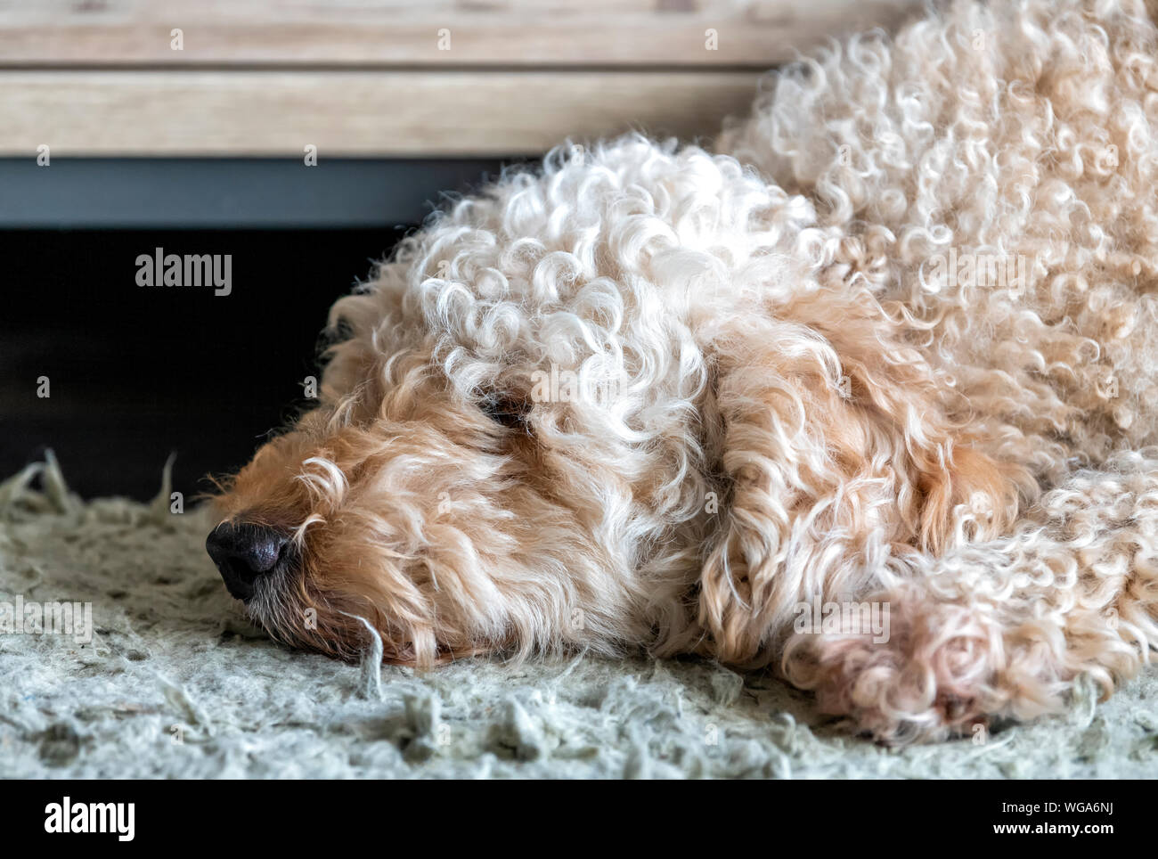 Lindo y peludo perro Labradoodle dormido con su cabeza apoyada sobre una alfombra Foto de stock