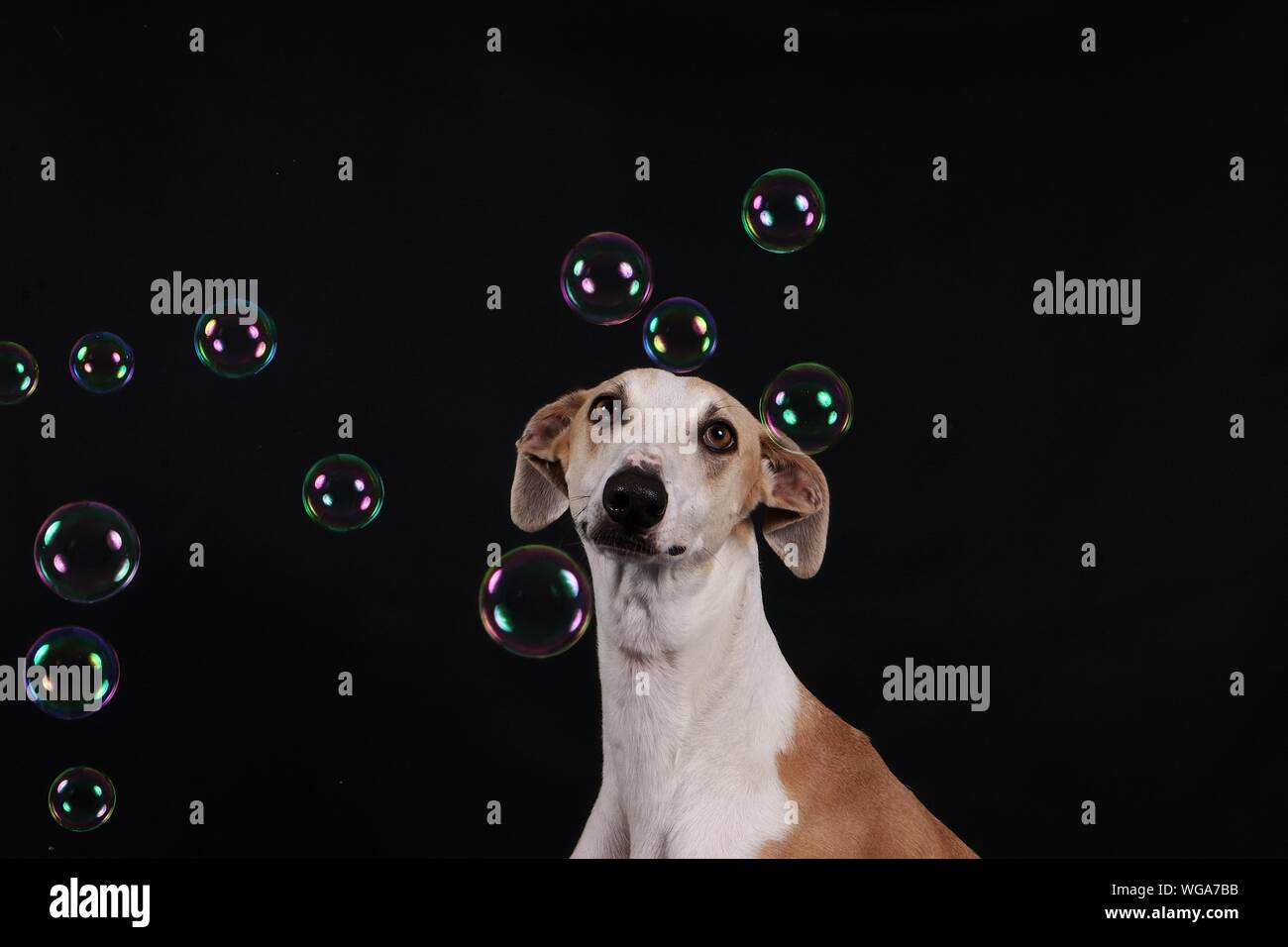 Retrato de perro por burbujas contra fondo negro Fotografía de stock - Alamy