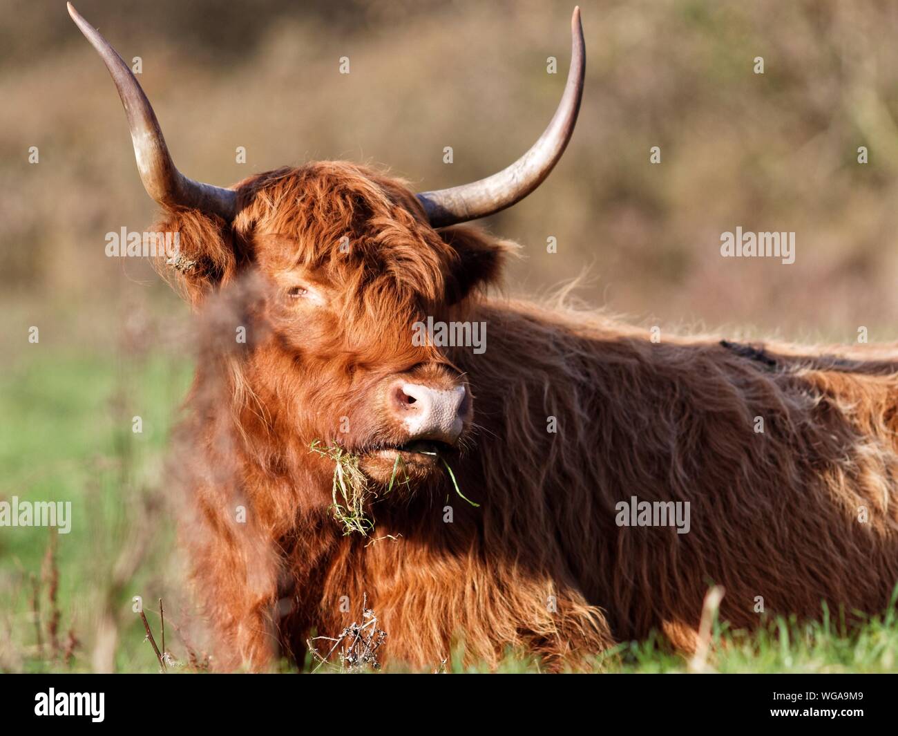 Highland ganado comiendo hierba en el campo Foto de stock