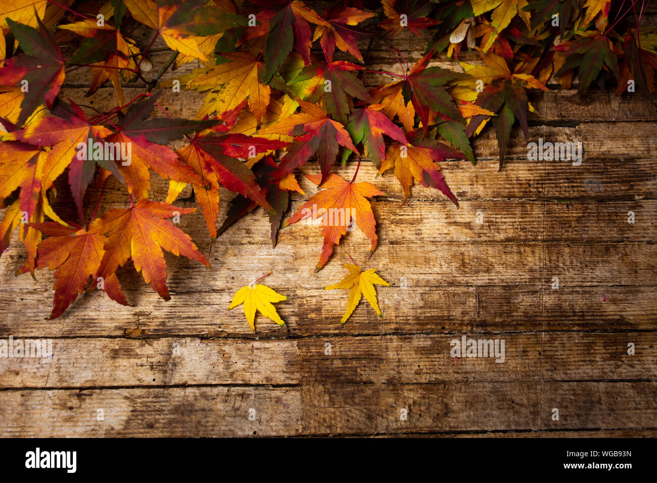 Hojas de otoño sobre un fondo de madera con espacio de copia Foto de stock