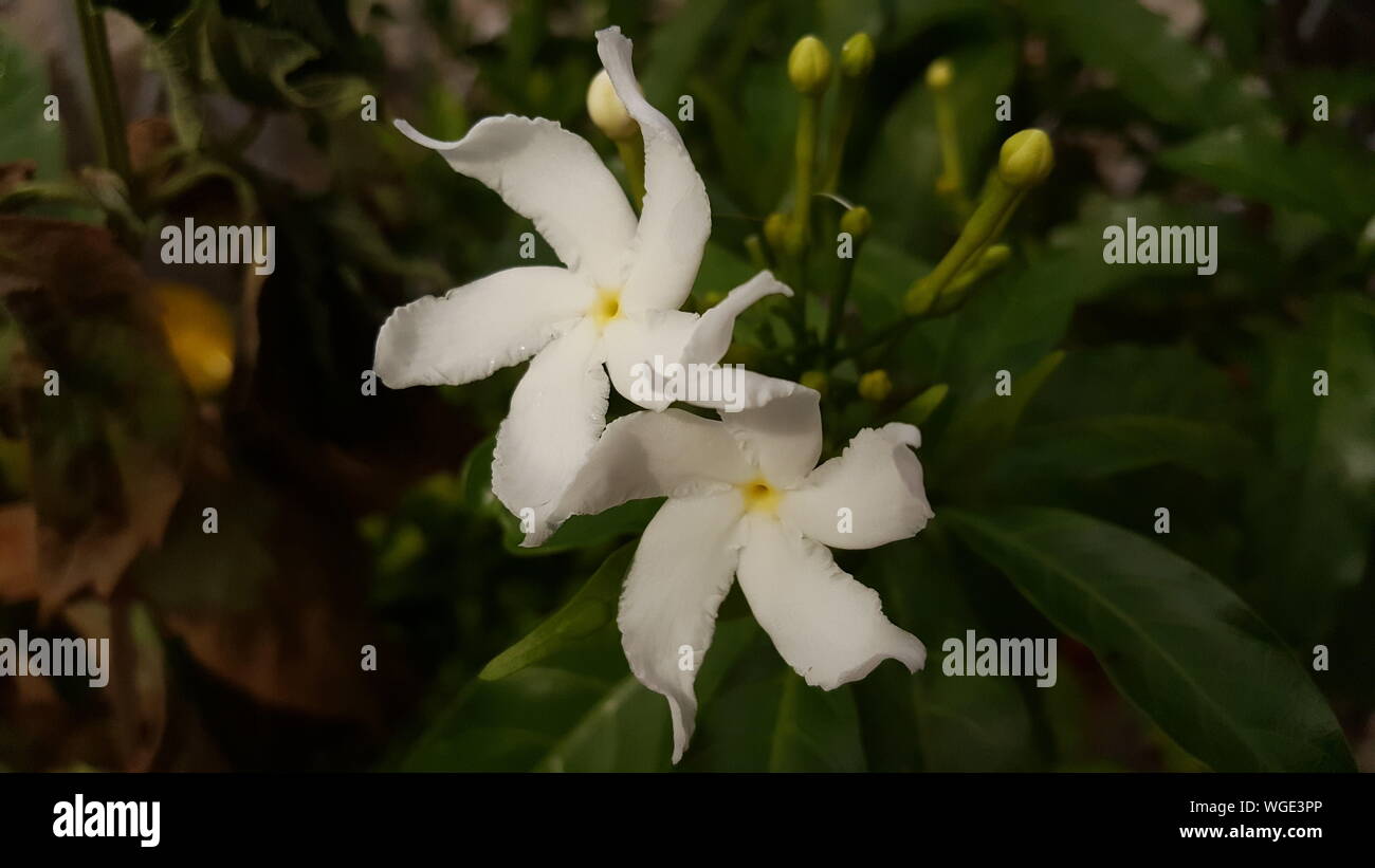 Jazmín indio fotografías e imágenes de alta resolución - Alamy