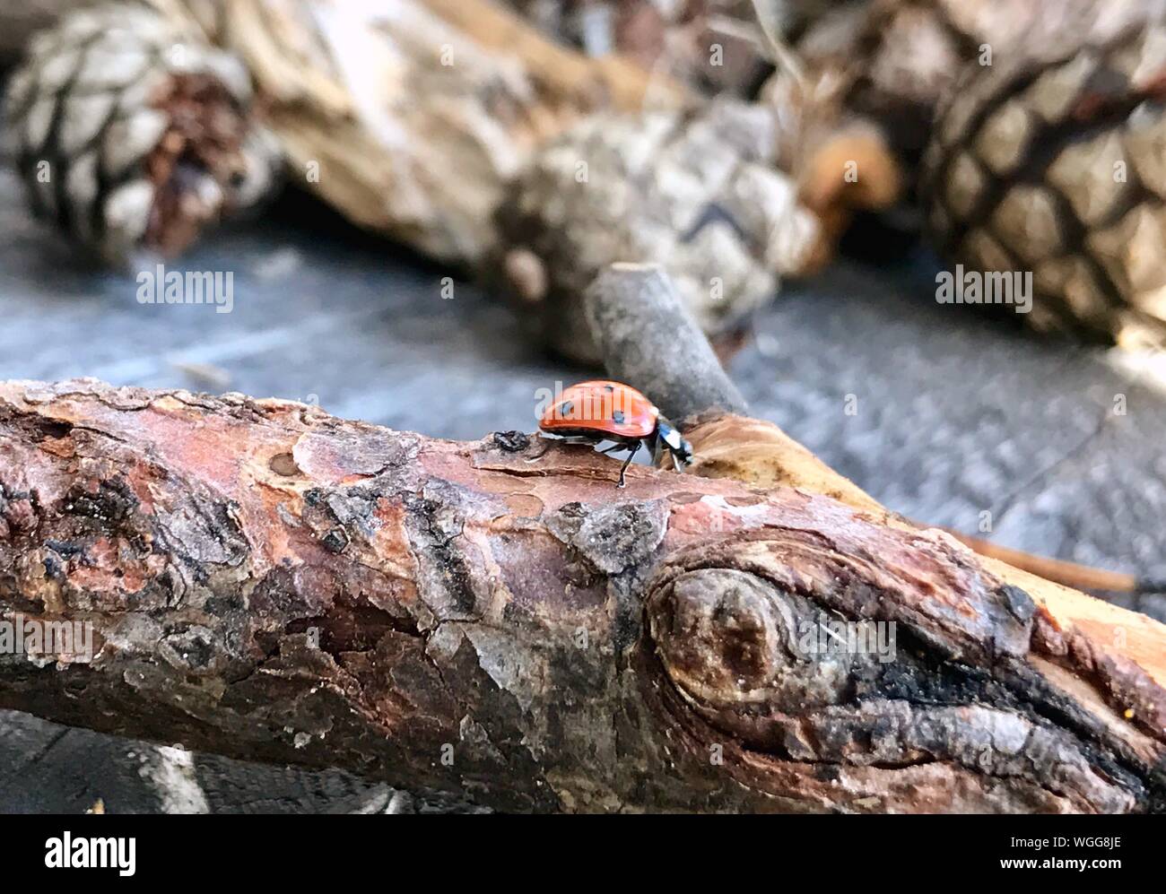 Un alto ángulo de visualización de Ladybug en tronco de árbol Foto de stock