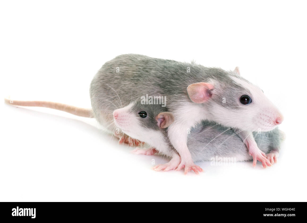 Close-up de ratones contra el fondo blanco. Foto de stock