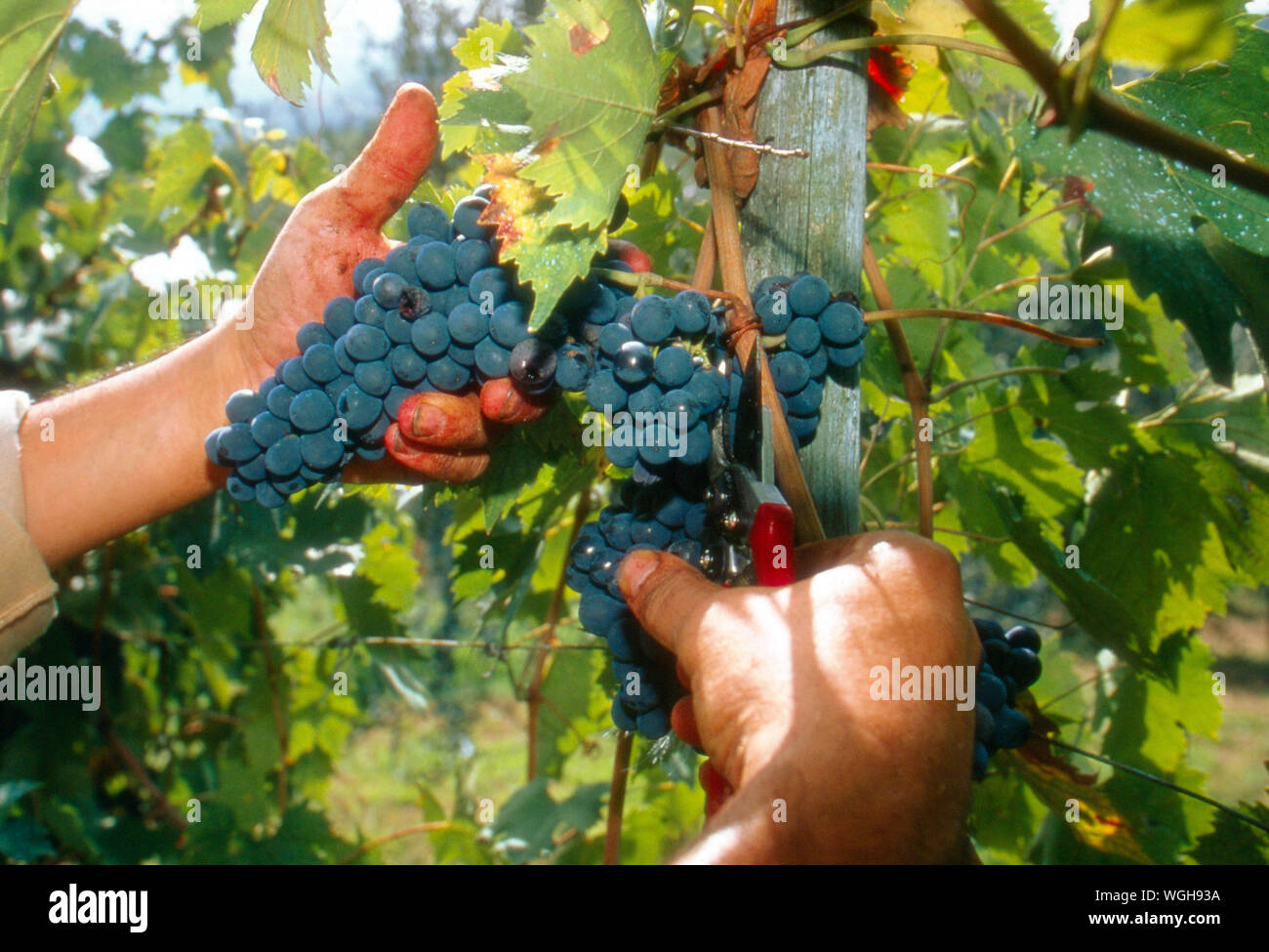 Imagen recortada de manos cortando uvas con cizalla Poda Foto de stock