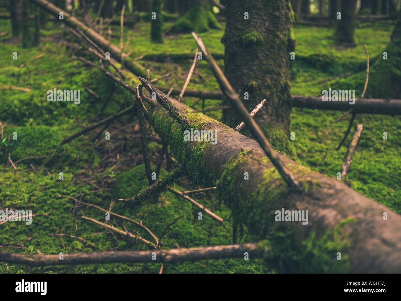 Árbol caído en campo de musgo en el bosque Foto de stock