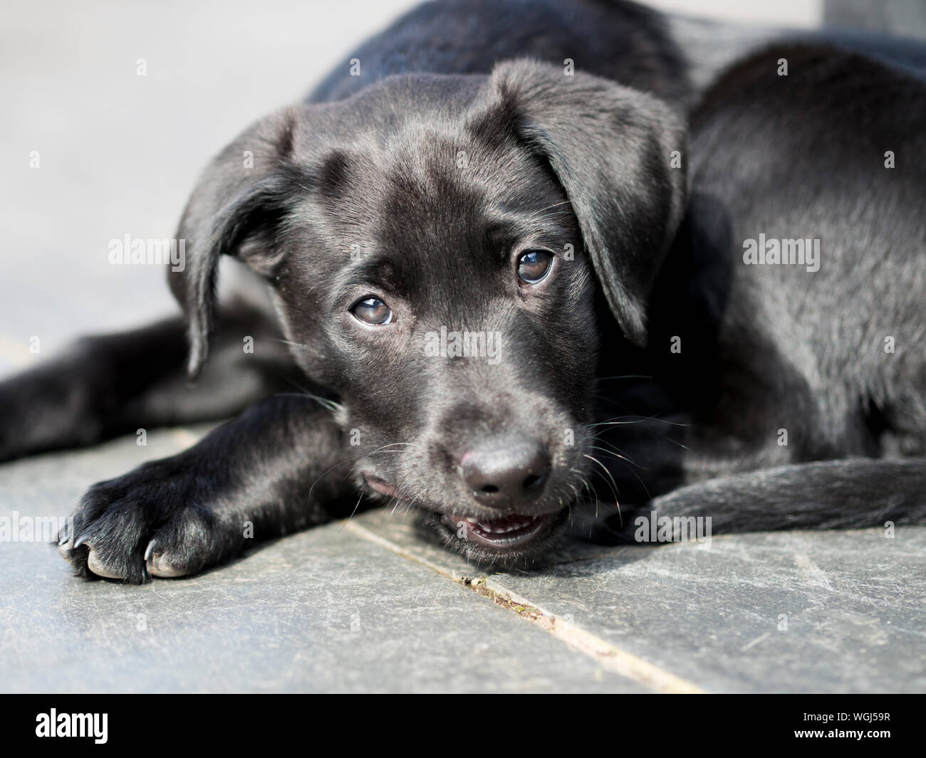Labrador negro cachorro en 3 meses Fotografía de stock - Alamy