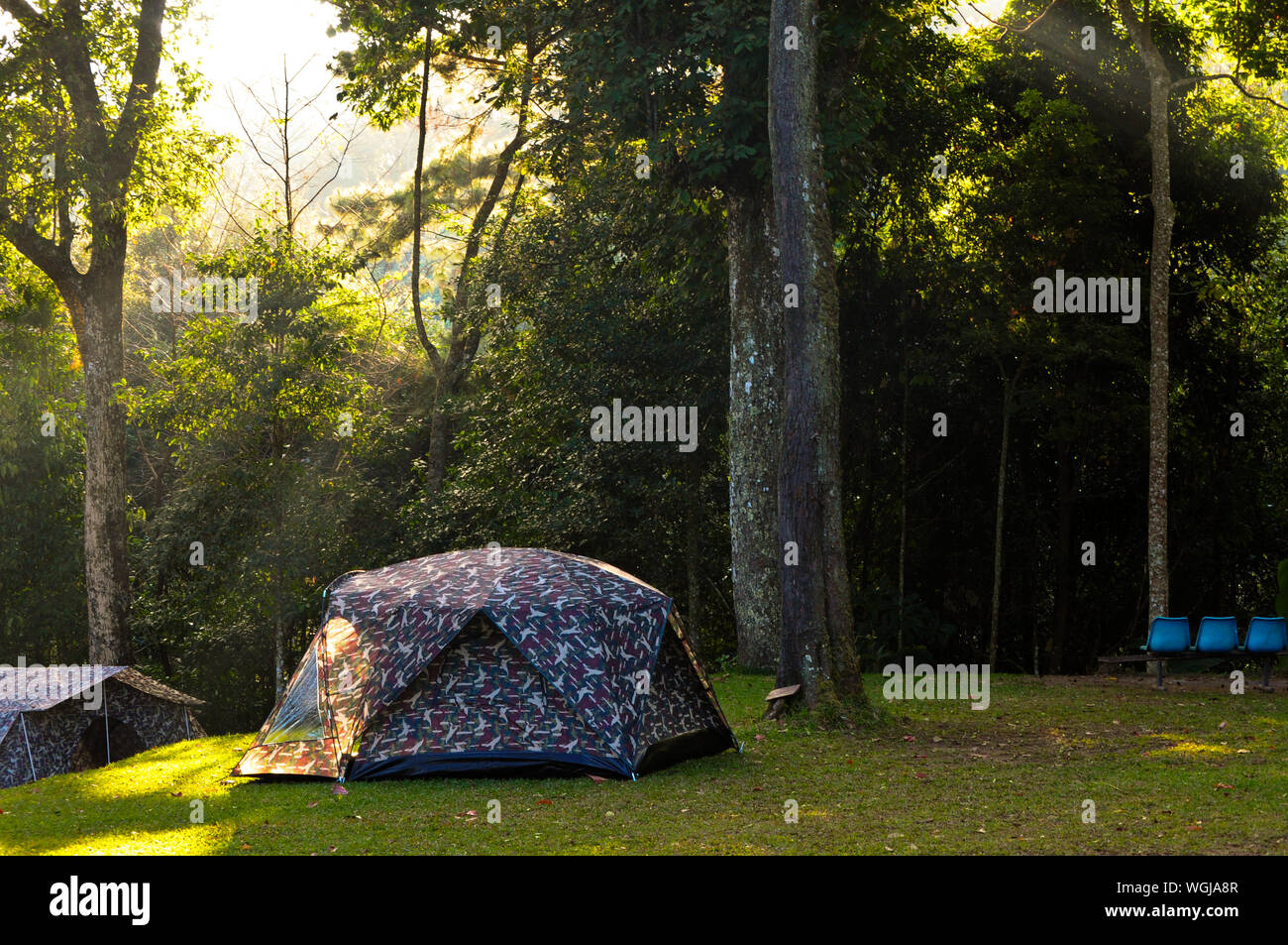 Camping Carpas por árboles y hierba en el campo Foto de stock
