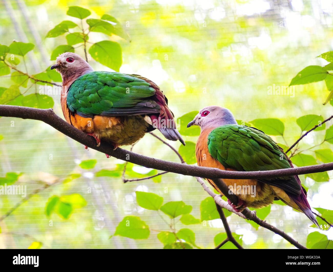 Aves de colores donde se posan en el árbol Foto de stock