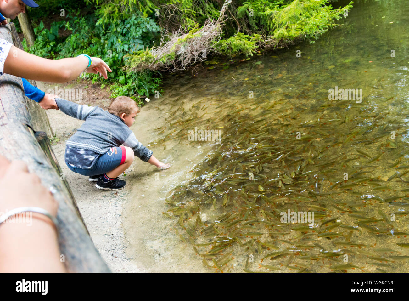 El niño llega a las pequeñas Truchas (Salmo trutta) en el criadero de truchas estanque durante la celebración de su padre, mano-völgy Valle Szalajka, Hungría Foto de stock