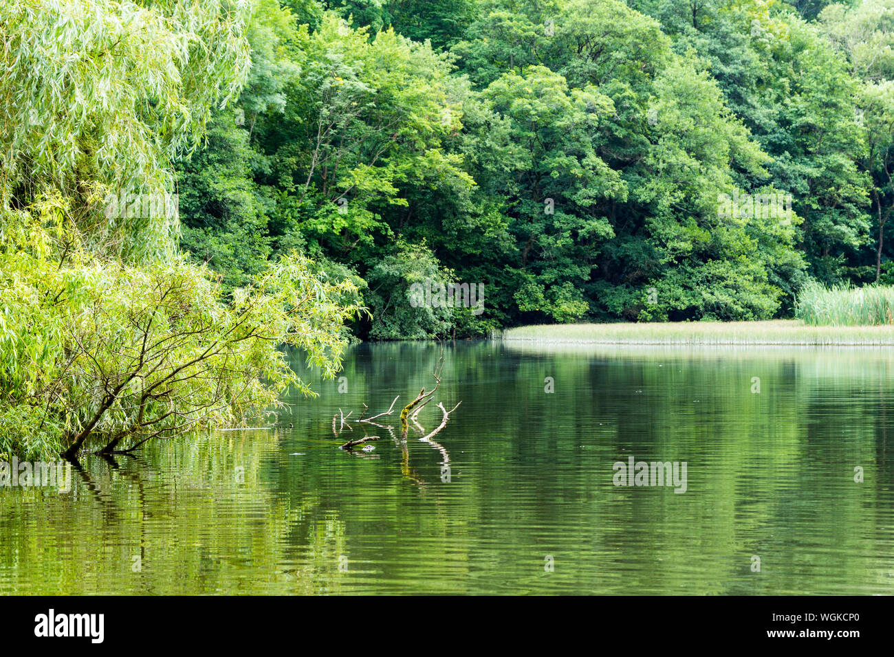 Truchas estanque lake vista escénica en Szalajka-völgy Valle Szalajka, Hungría Foto de stock