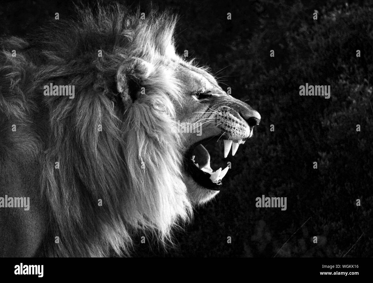 Angry lion Imágenes de stock en blanco y negro - Alamy