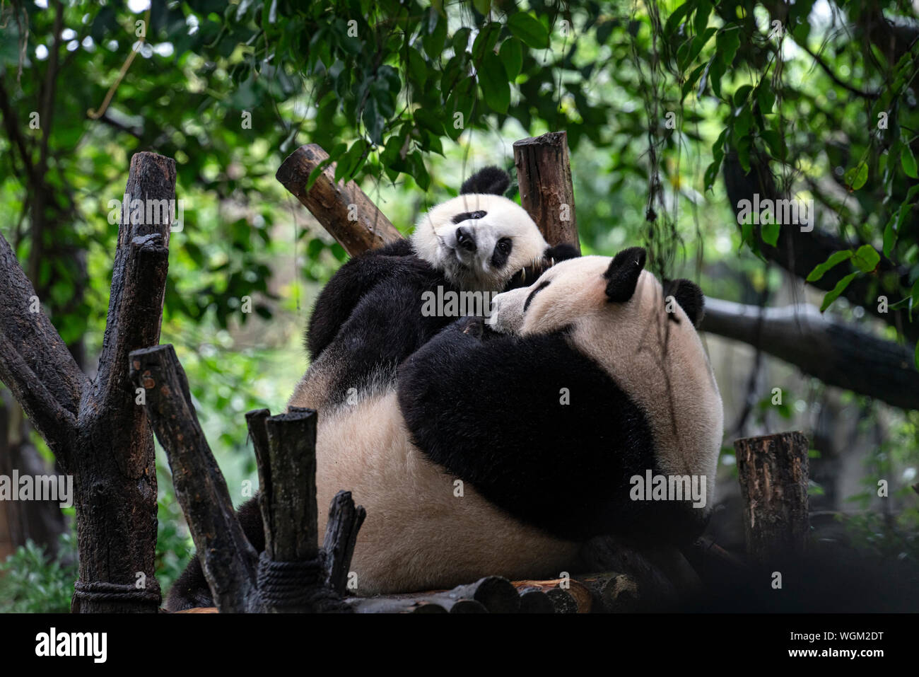 Panda gigante en Chengdu, China Foto de stock