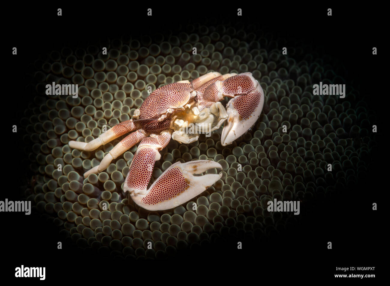 Un cangrejo de porcelana, iluminado con un snoot, descansa en una anémona de mar esperando para alimentar a los animales la anémona de capturas. Foto de stock