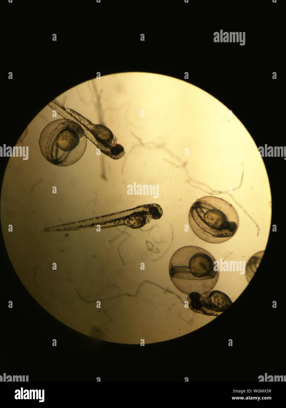 Close-up de organismos a través del microscopio Foto de stock