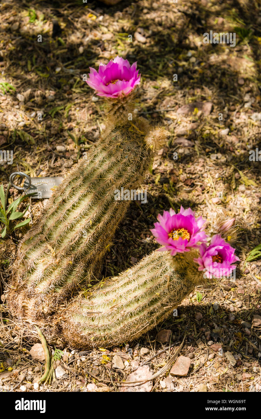 Desert Botanical Garden Cactus Flores Foto de stock