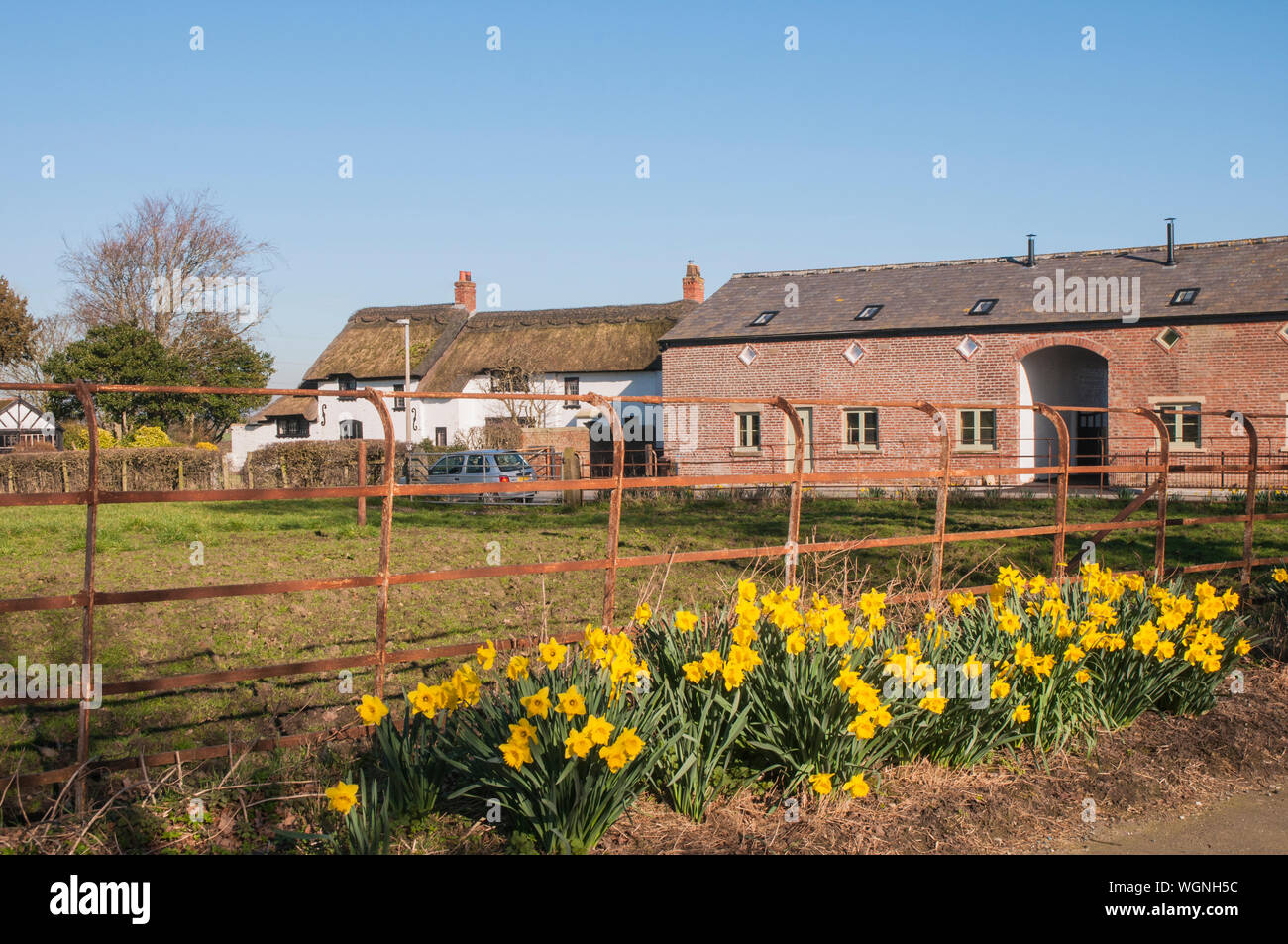 Narciso narcisos narcisos creciendo en el lado de un carril de campo con una casa de campo y edificios en el fondo contra un cielo azul Foto de stock