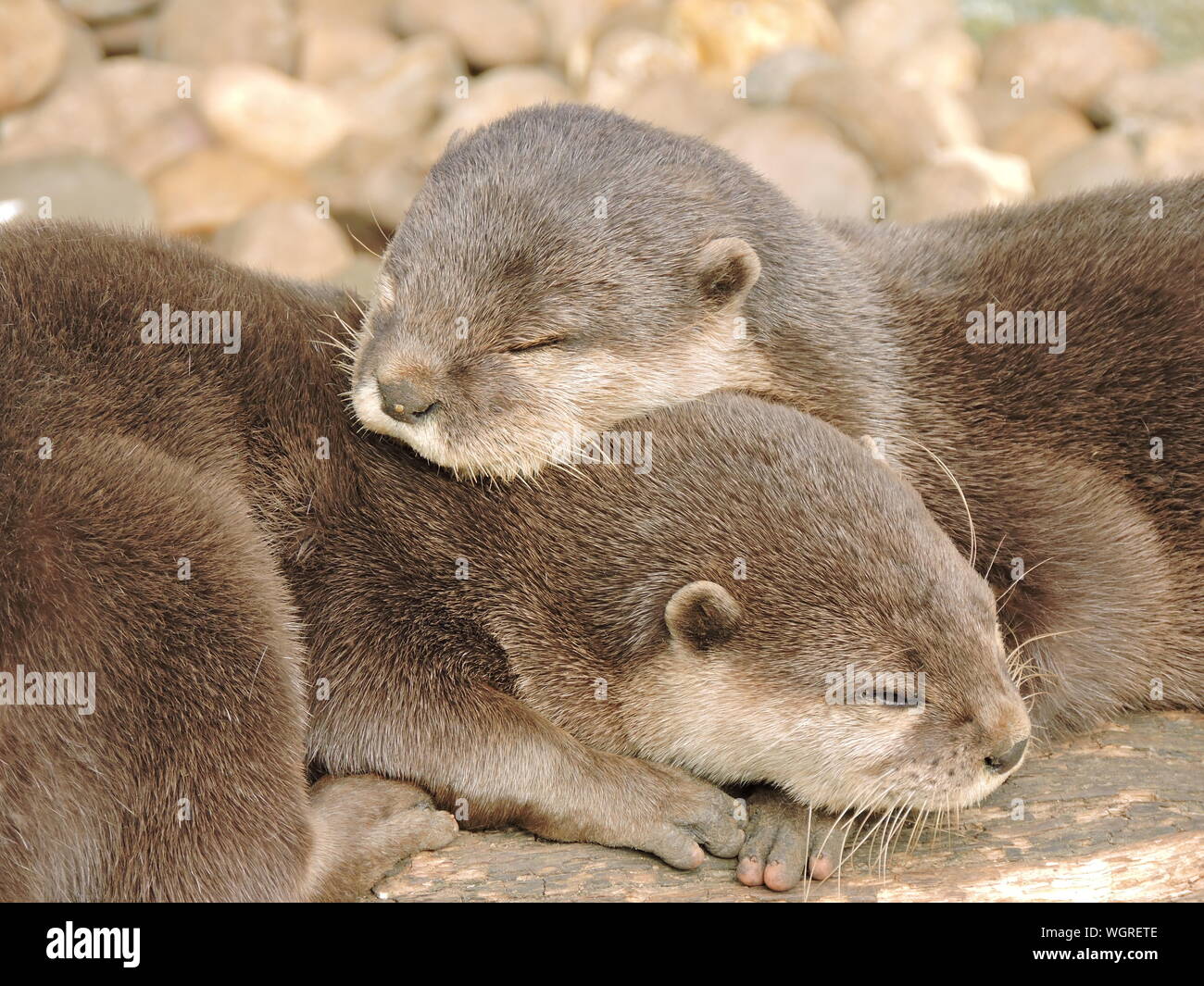 Nutrias Para Dormir Fotos E Imagenes De Stock Alamy