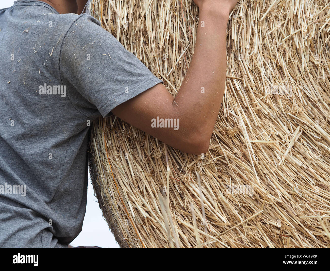 Imagen recortada del Hombre sujetando los fardos de heno Foto de stock