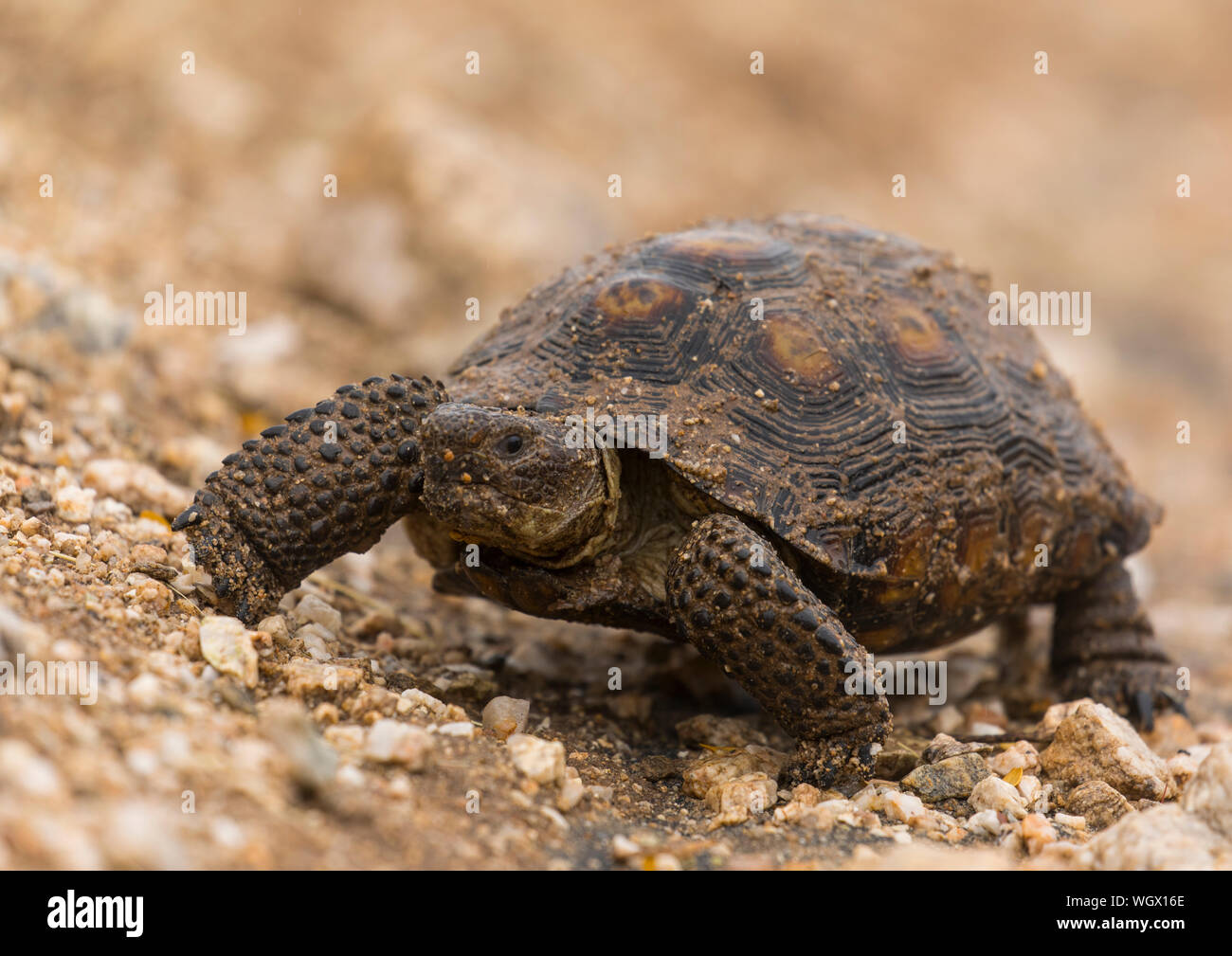 Tortuga del desierto, las montañas Tortolita, Arizona Foto de stock