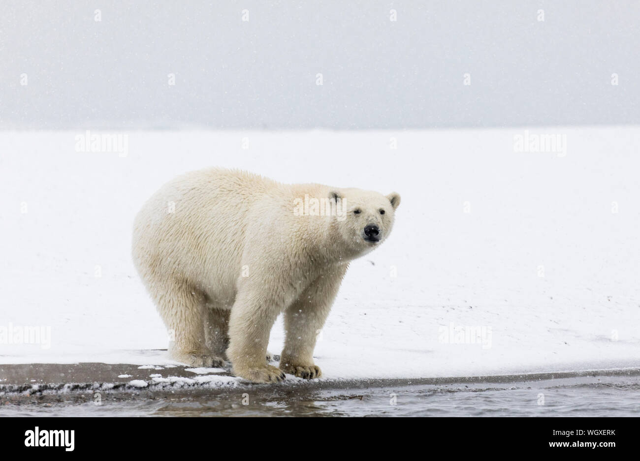 Los osos polares (Ursus maritimus), el Refugio Nacional de Vida Salvaje del Ártico, Alaska. Foto de stock