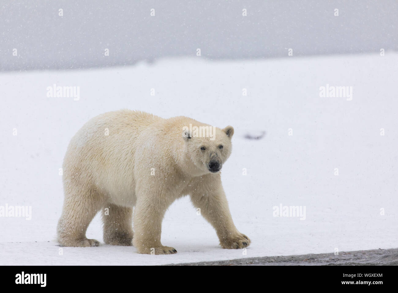 Los osos polares (Ursus maritimus), el Refugio Nacional de Vida Salvaje del Ártico, Alaska. Foto de stock
