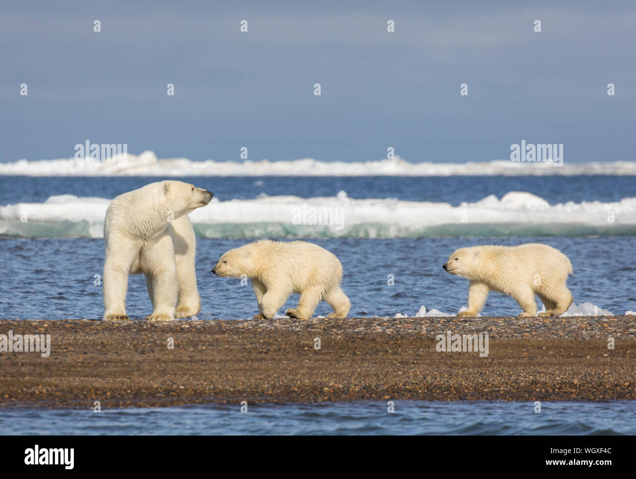 Los osos polares (Ursus maritimus), el Refugio Nacional de Vida Salvaje del Ártico, Alaska. Foto de stock