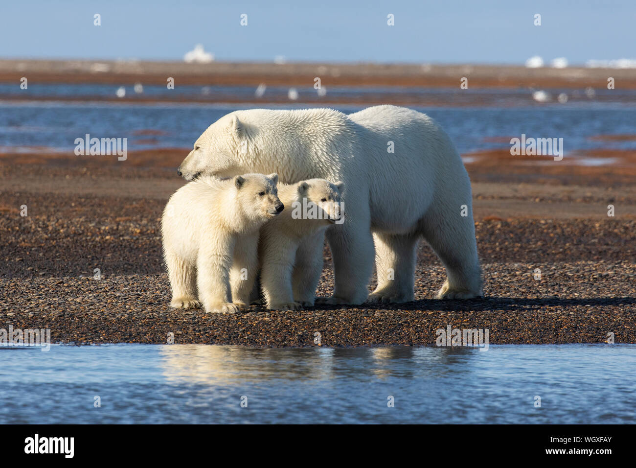 Los osos polares (Ursus maritimus), el Refugio Nacional de Vida Salvaje del Ártico, Alaska. Foto de stock