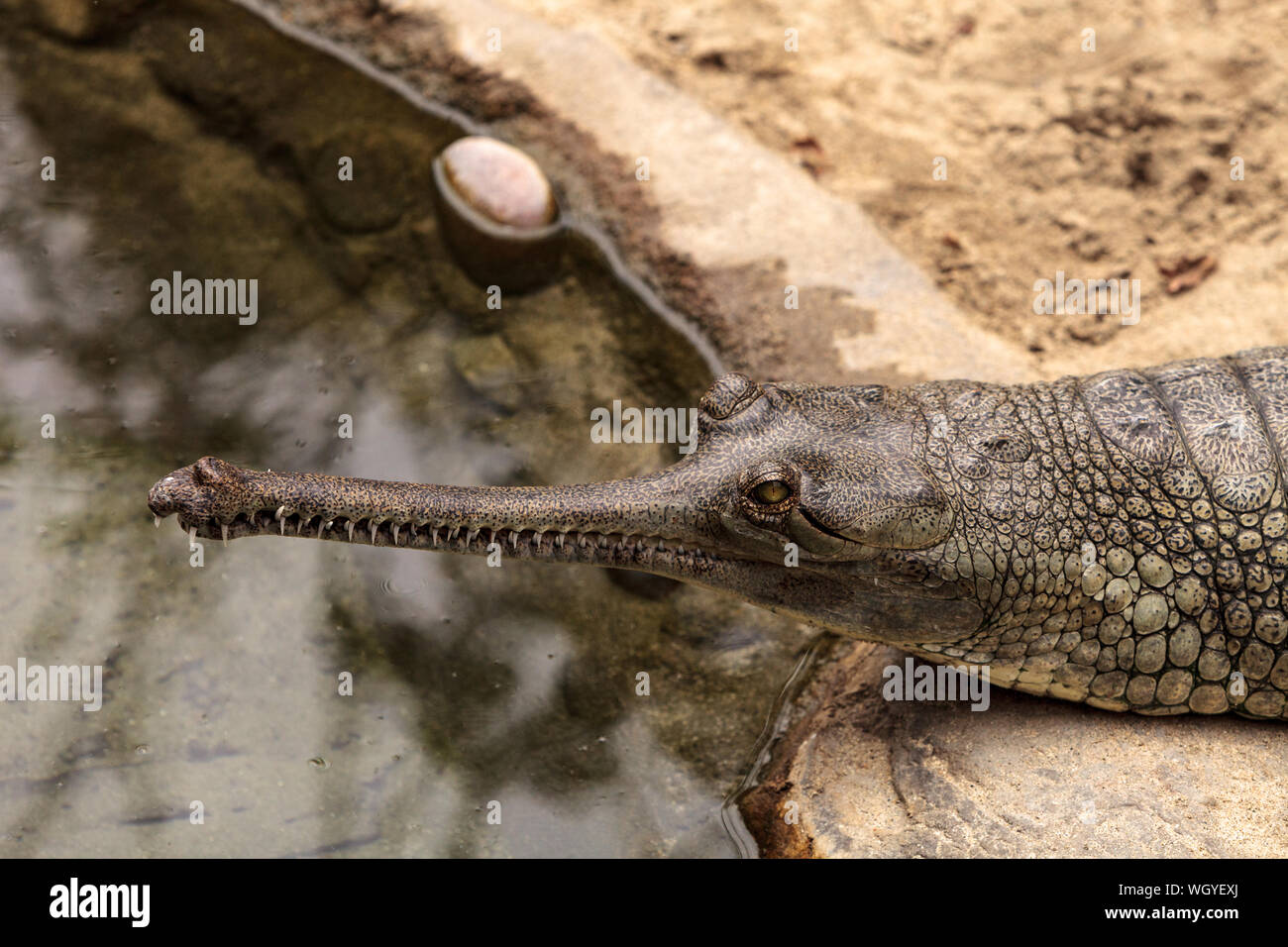 Un alto ángulo de visualización de reptiles en Lakeshore Foto de stock