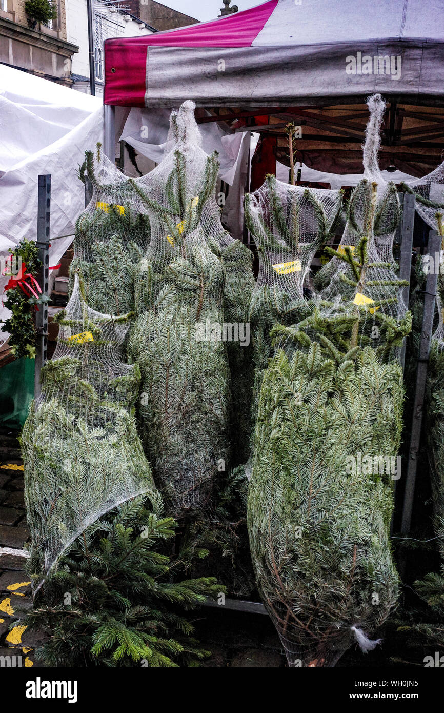 Cerca del árbol de Navidad para la venta en el mercado Foto de stock
