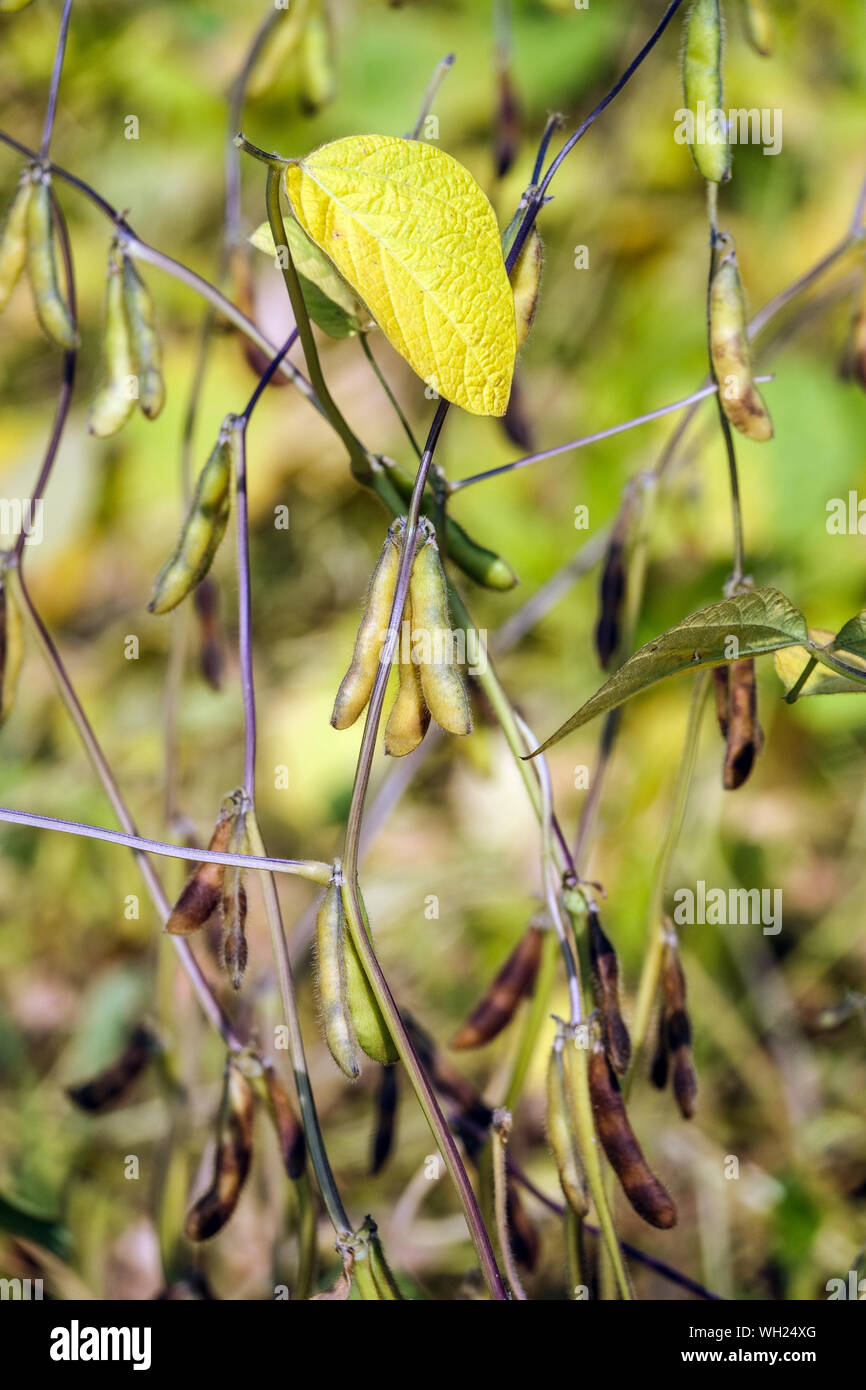 La soja, Glycine max, planta madura Foto de stock