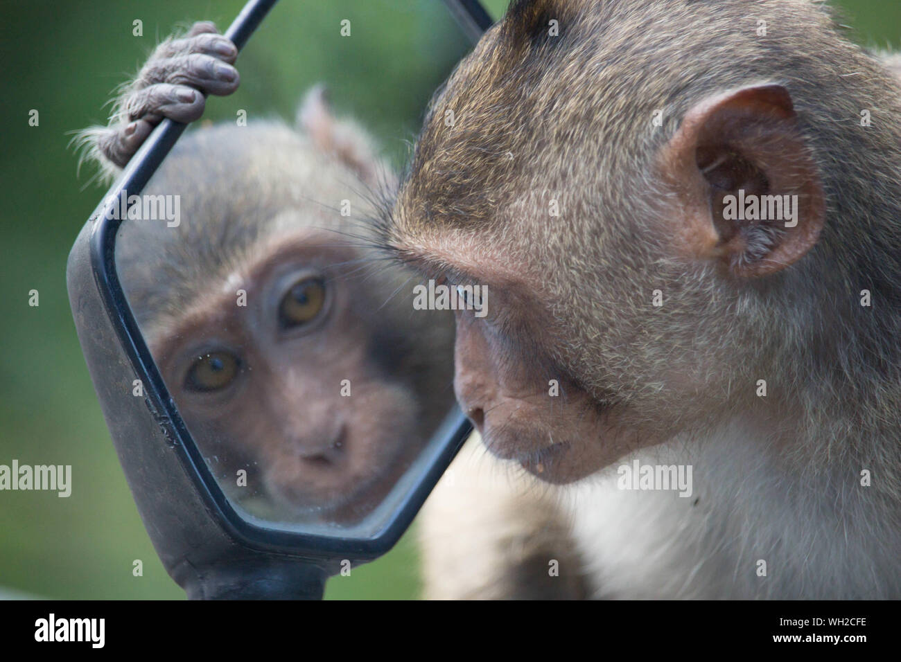 Mono mirando el reflejo en el espejo fotografías e imágenes de alta  resolución - Alamy