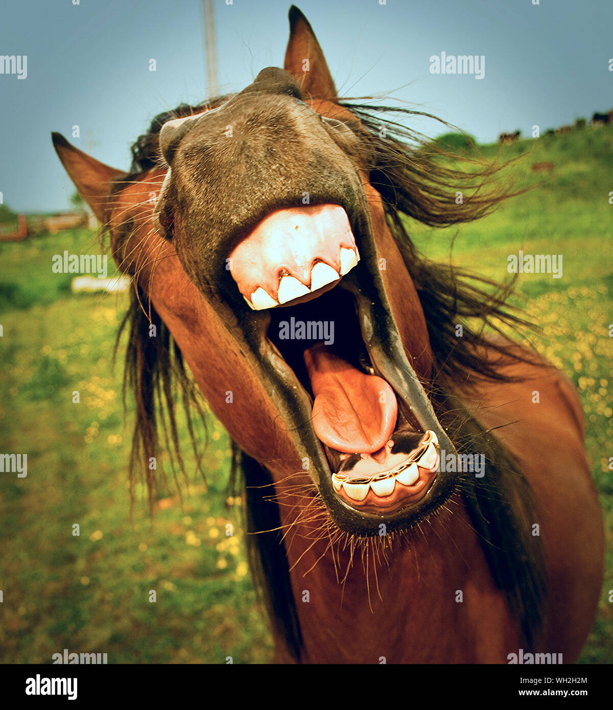 Horse mouth open close up fotografías e imágenes de alta resolución Alamy