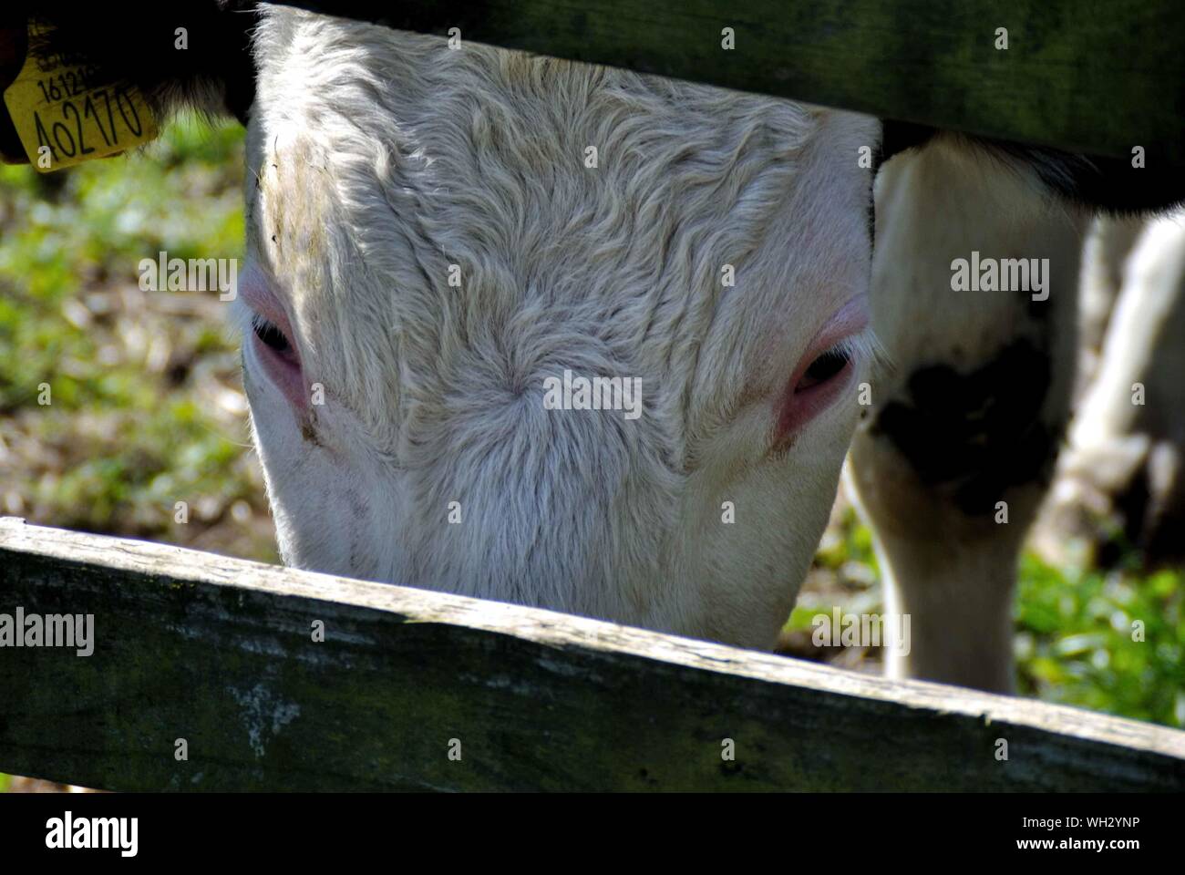 La extrema cerca de un animal de granja Foto de stock