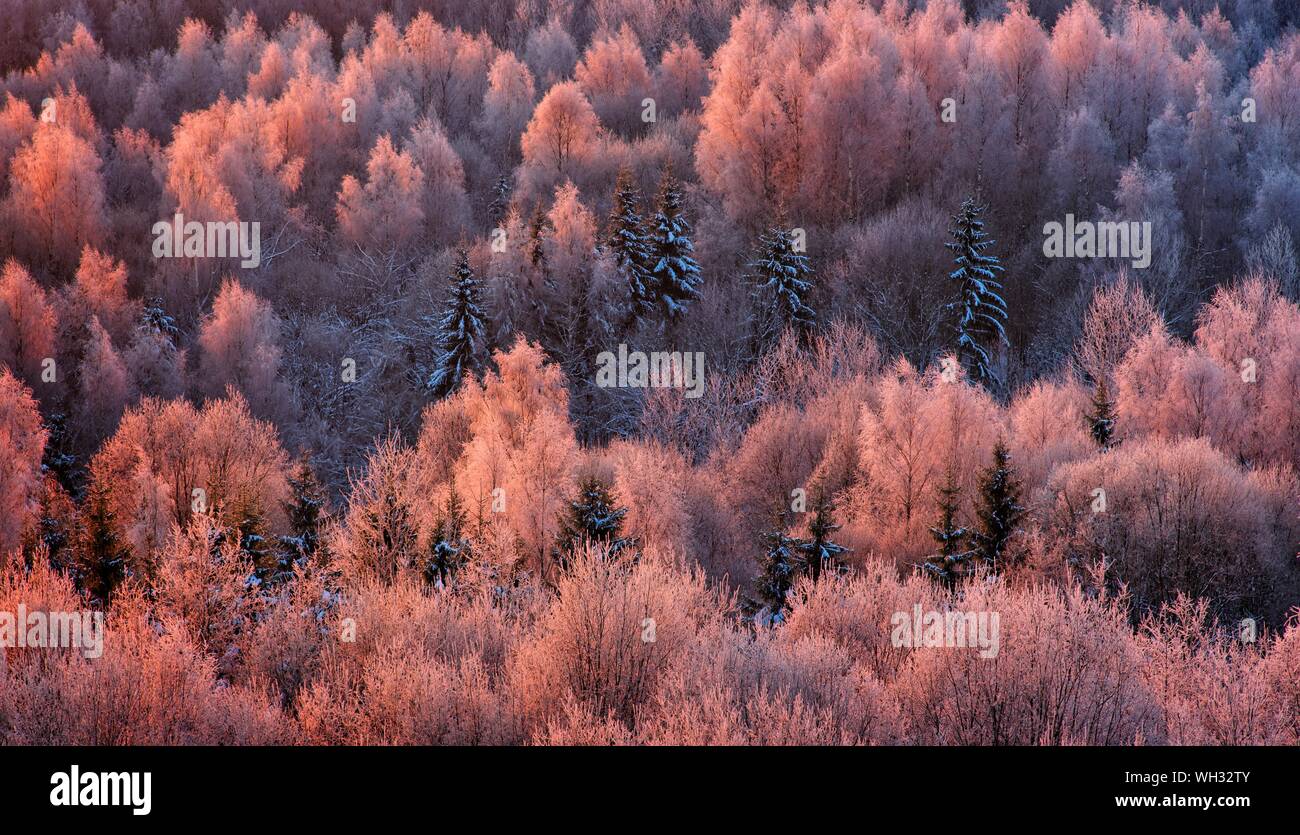 En una fría mañana de invierno de Enero 31.El primer rayo de sol golpea el treetops.rosa,los colores rojos del sol pintada de naturaleza en coloridas túnicas. Foto de stock