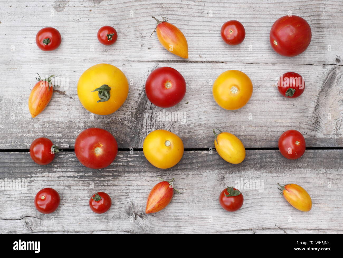 Solanum lycopersicum. Las variedades de tomates autóctono como el Golden sunrise, Dulce Millones, Tumbling Tom Foto de stock