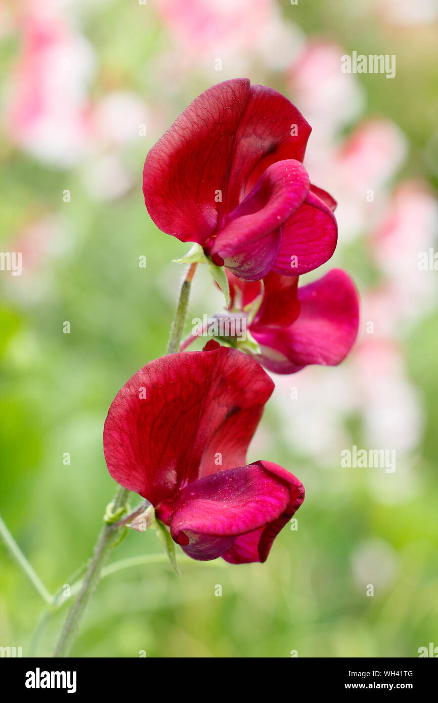 Lathyrus odoratus 'Black Knight Lathyrus odoratus 'Black Knight