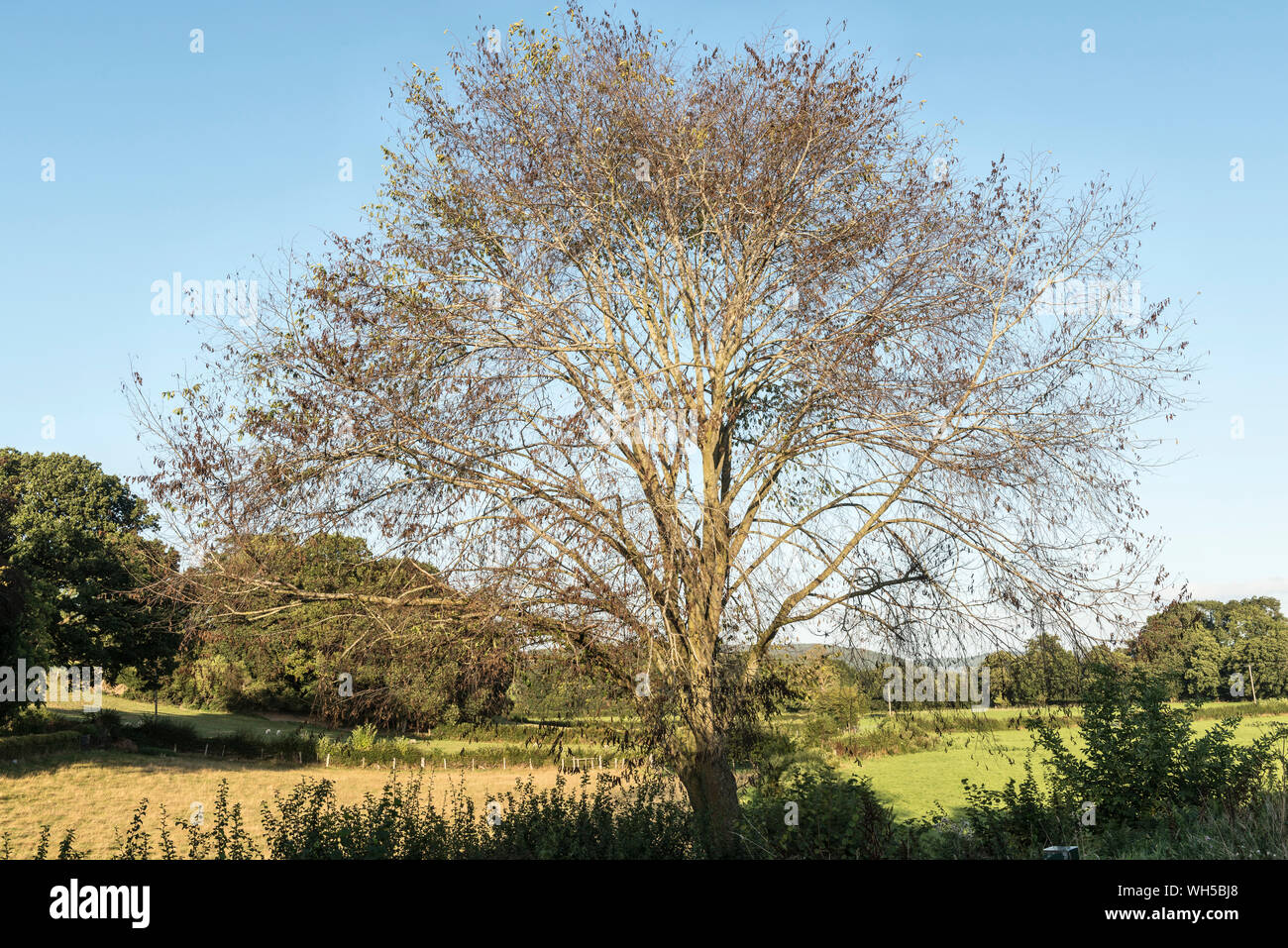 Árbol de fresno (Fraxinus excelsior) gravemente afectadas por cenizas dieback enfermedad (Hymenoscyphus fraxineus) en la frontera entre Herefordshire y Powys, Reino Unido Foto de stock