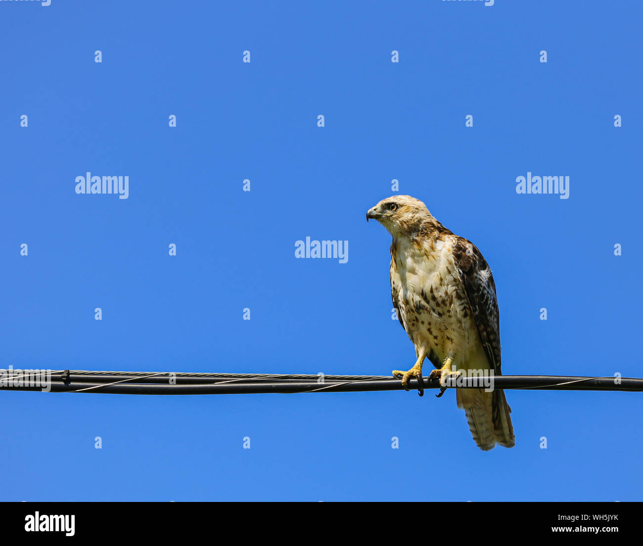 El perfil lateral de una joven Cooper's Hawk en una línea eléctrica contra un cielo azul claro. Foto de stock