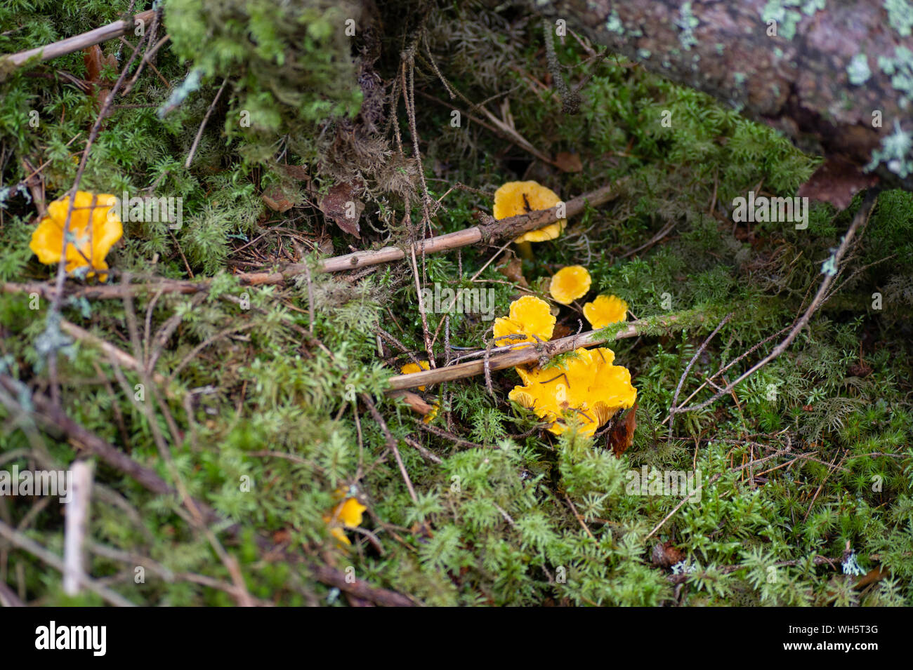 Chantarelles amarillo bajo el musgo en el bosque sueco Foto de stock