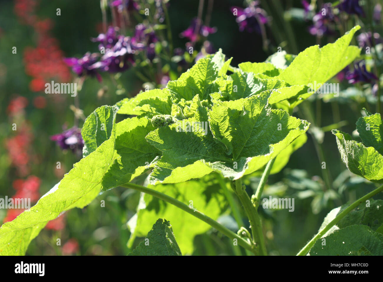 Sunlighted mallow planta que crece en el jardín Foto de stock