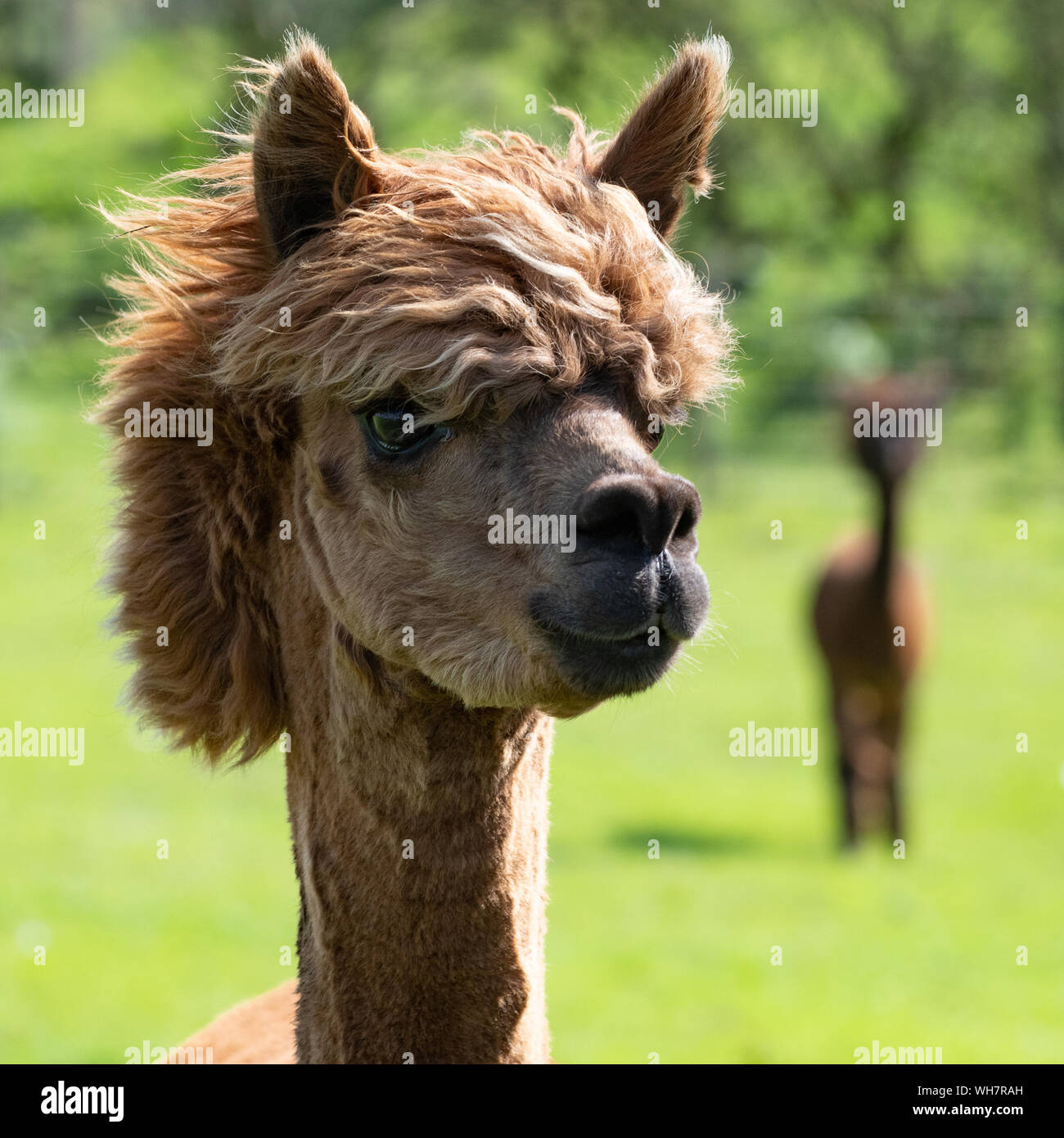 Chaqueta impermeable excusa Pelo de alpaca soplando en el viento fotografías e imágenes de alta  resolución - Alamy