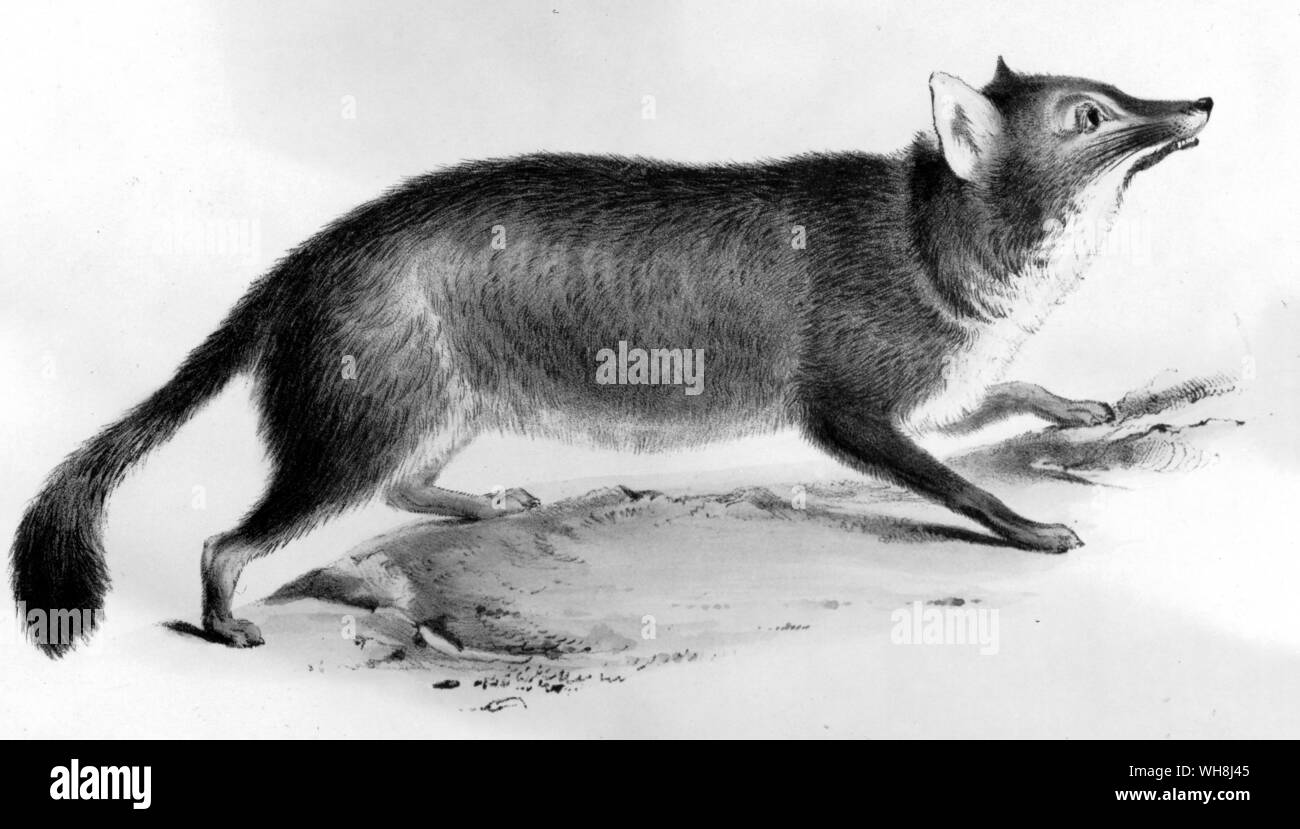 La Chilotan fox (Canis fulvipes), asesinado por Darwin con un golpe en la cabeza de su martillo geológico. Darwin y el Beagle por Alan Moorhead, página 185. Foto de stock