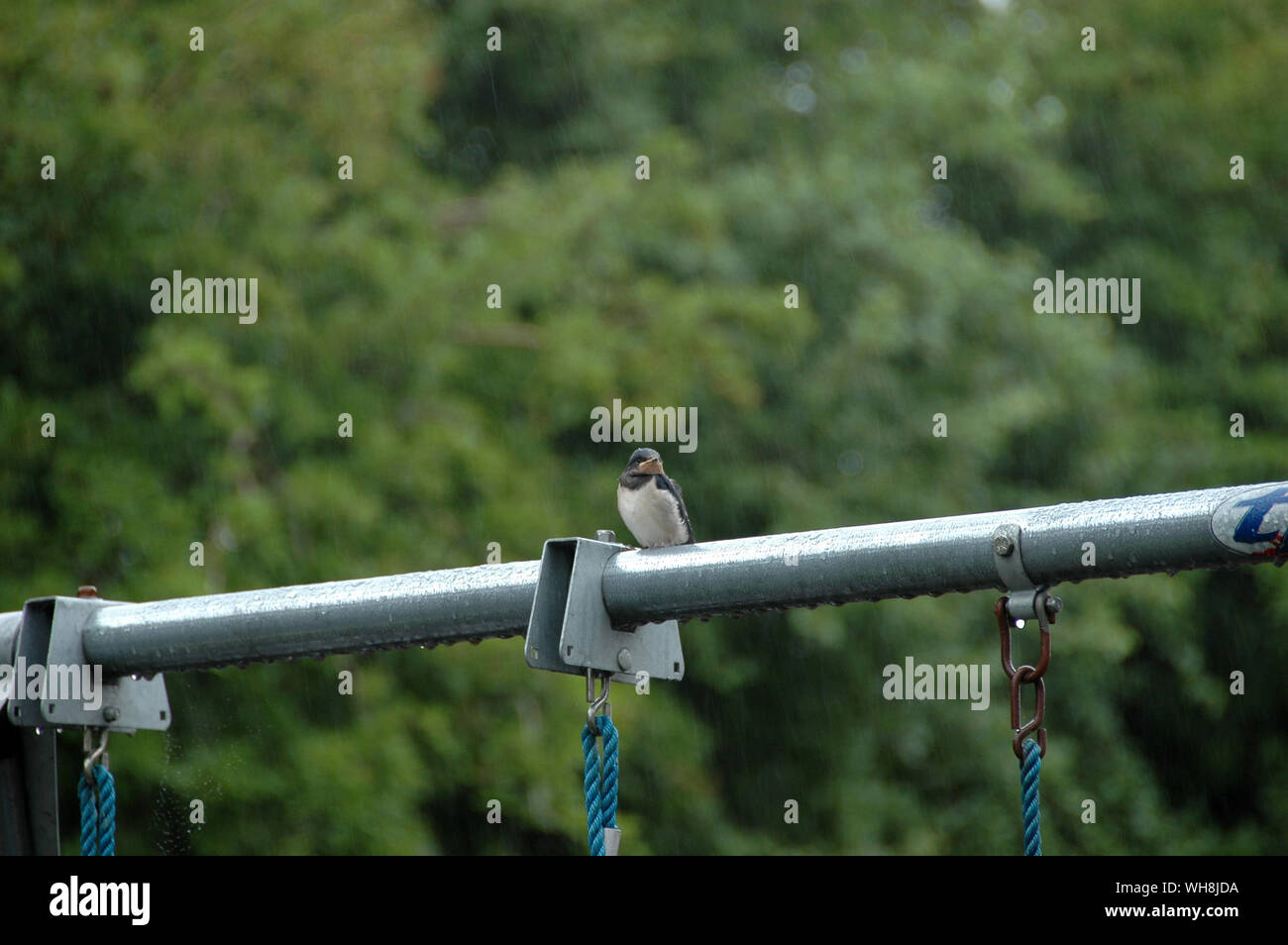 Little Bird donde se posan sobre la barra de metal Foto de stock