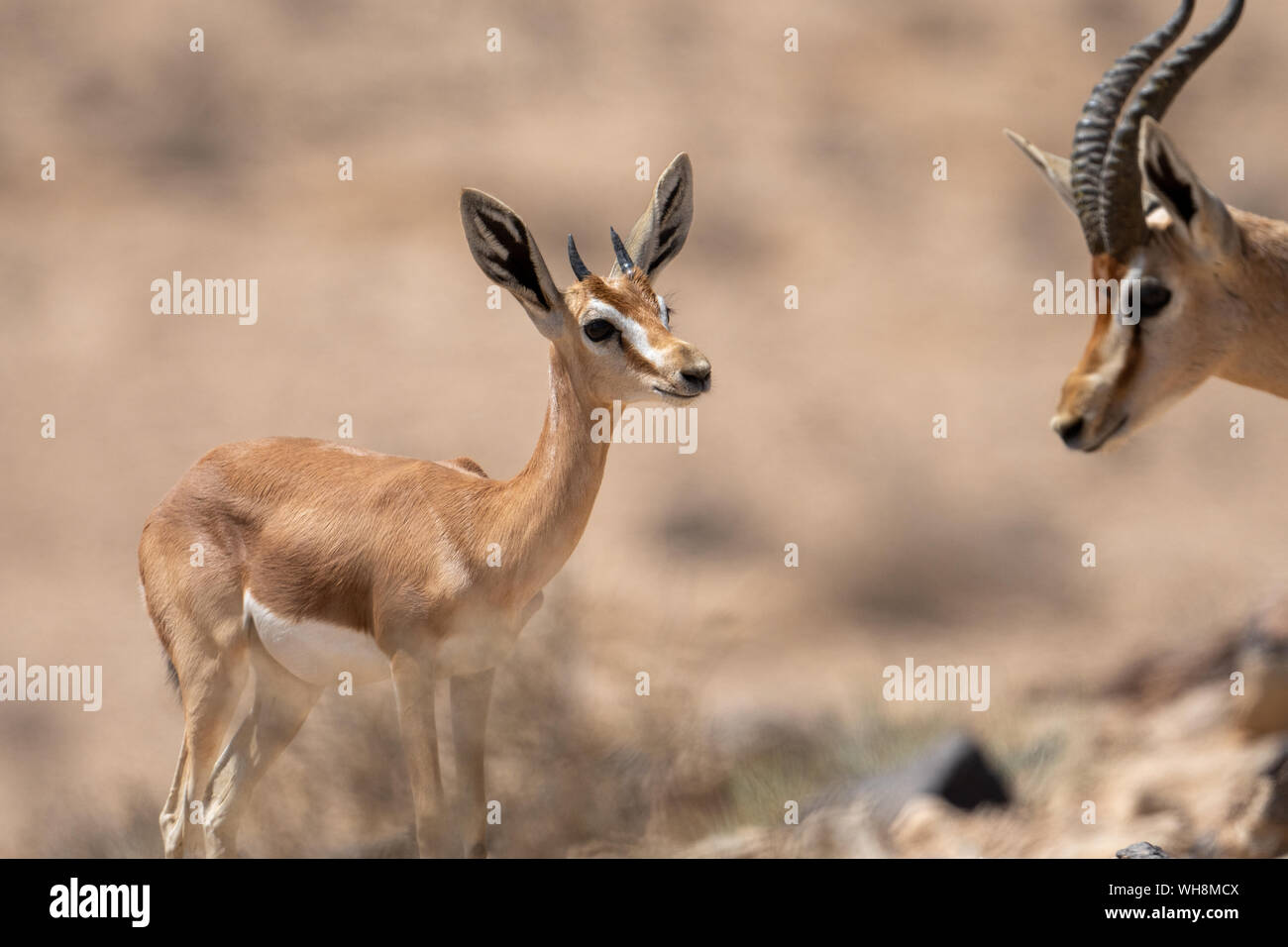 Gacela Dorcas (Gazella dorcas) Jóvenes y maduros en el desierto de Negev, Israel Foto de stock
